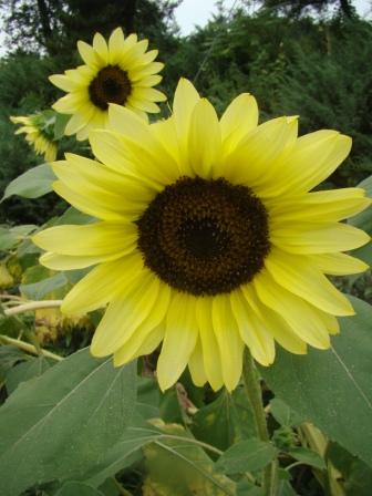 The Sunflower - The 'Fourth Sister' in a Vegetable Garden