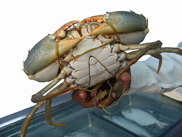 Stock Pictures Crab Photograph And Sketch stock-pictures-crab-photograph-and-sketch