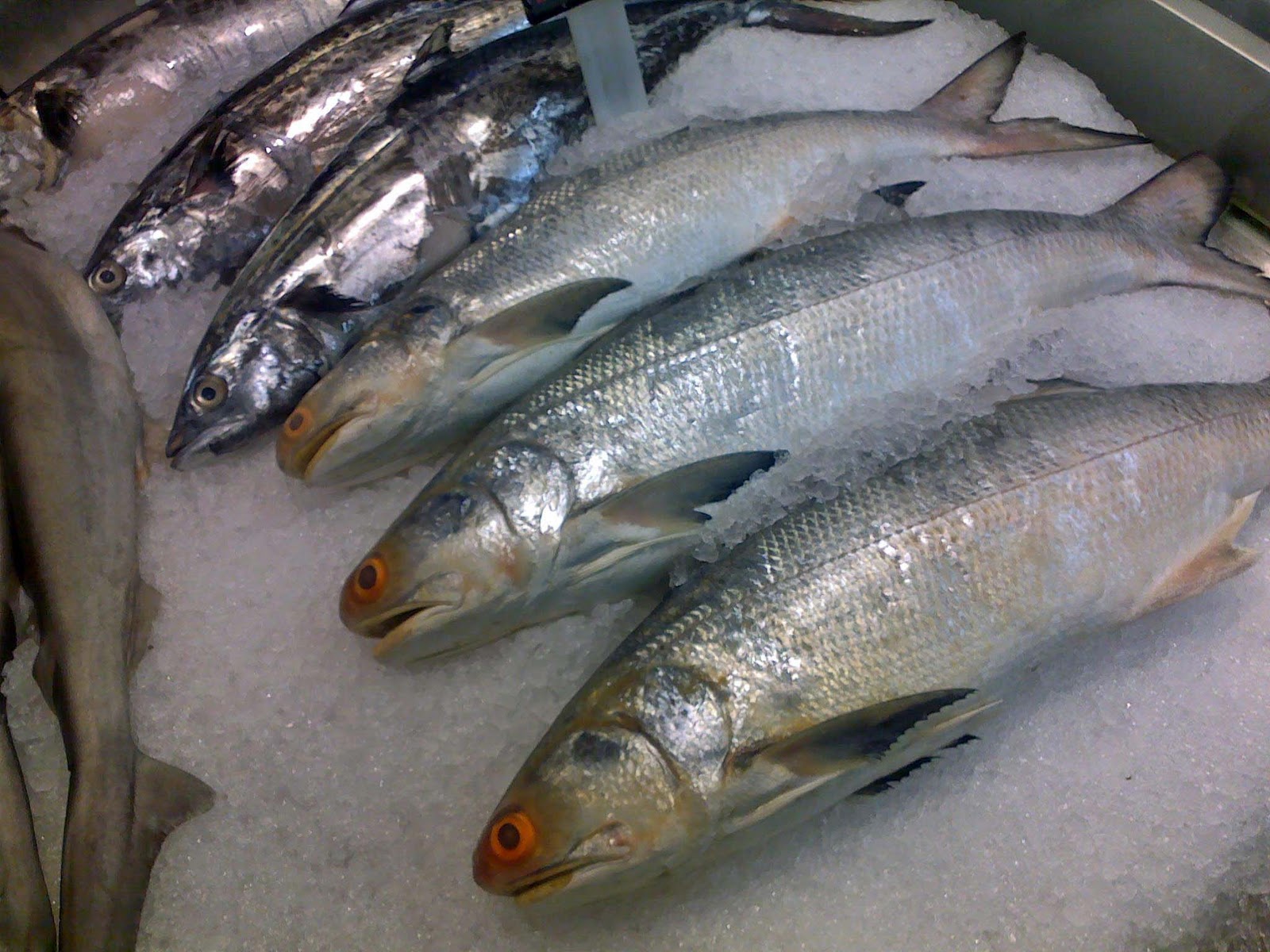 Stock Pictures Frozen fish at supermarket