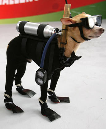 [dog-wearing-scuba-suit.jpg]