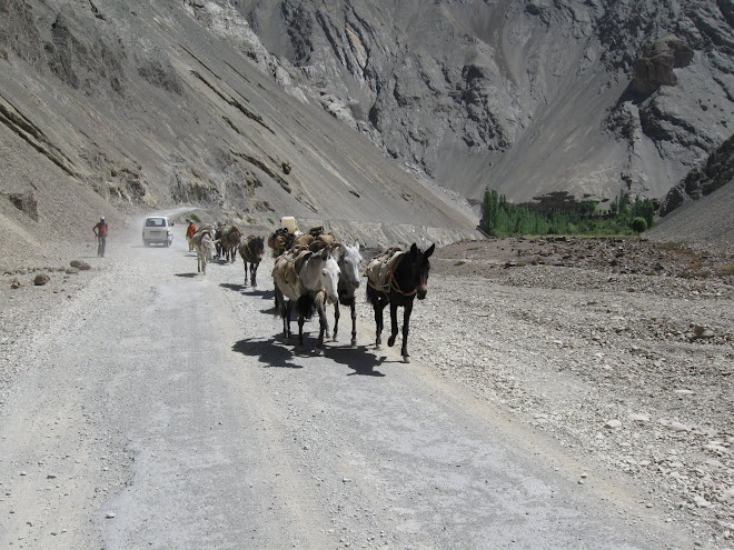 Pack Mules on the Road to Leh