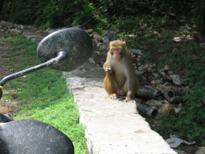 Monkey shares our lunch, well, a banana.