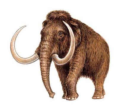 Hallan células de mamut en buen estado :: subdivx
