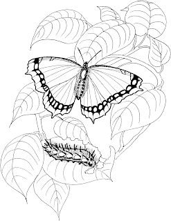 Free Butterfly Coloring Pages And Caterpillar | Butterfly Coloring Pages