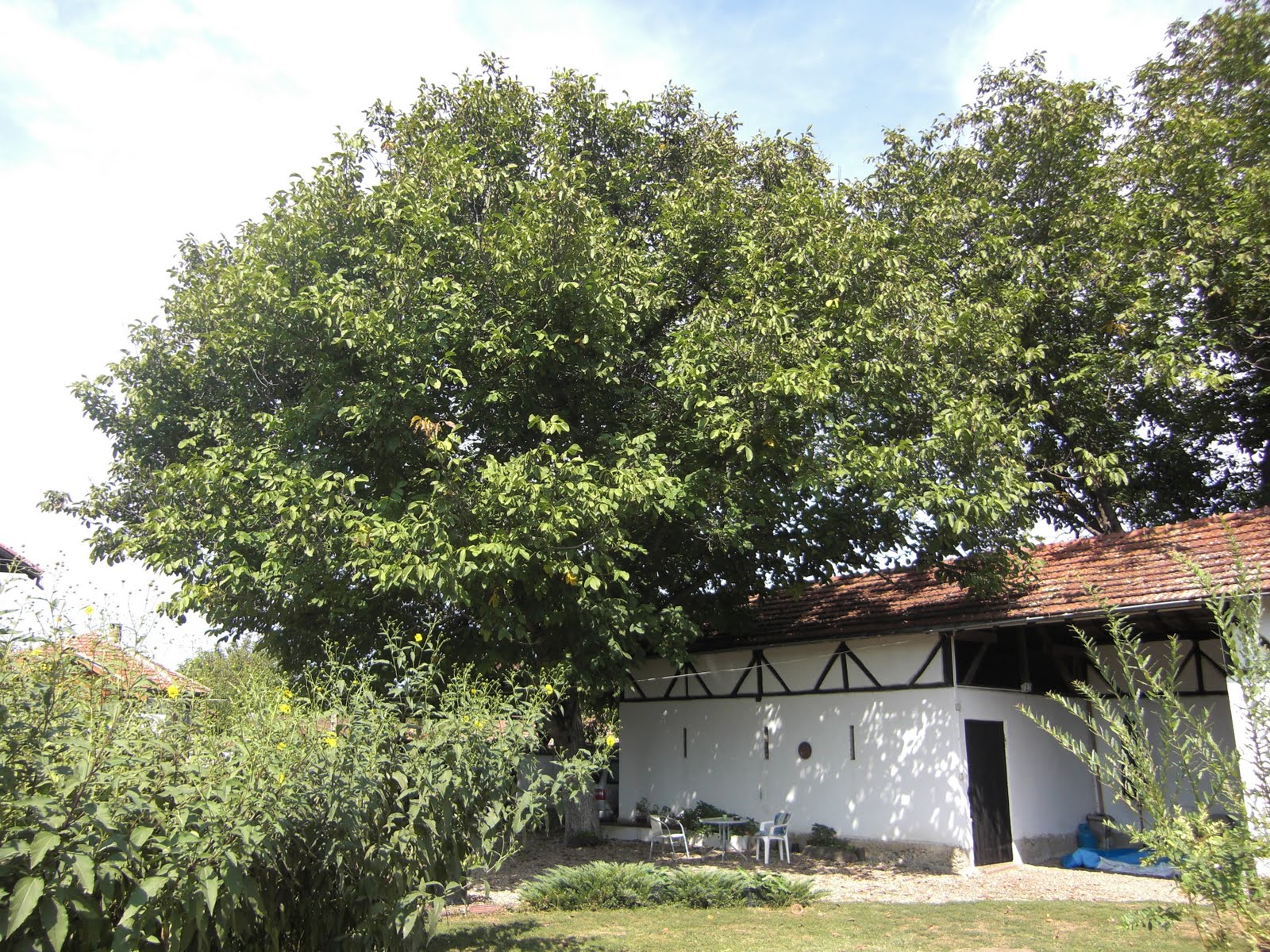 Fresh Walnuts For Sale Walnut Trees