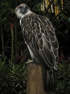 Wildlife Animals: Philippine Eagle – The Most Powerful Birds In The World
