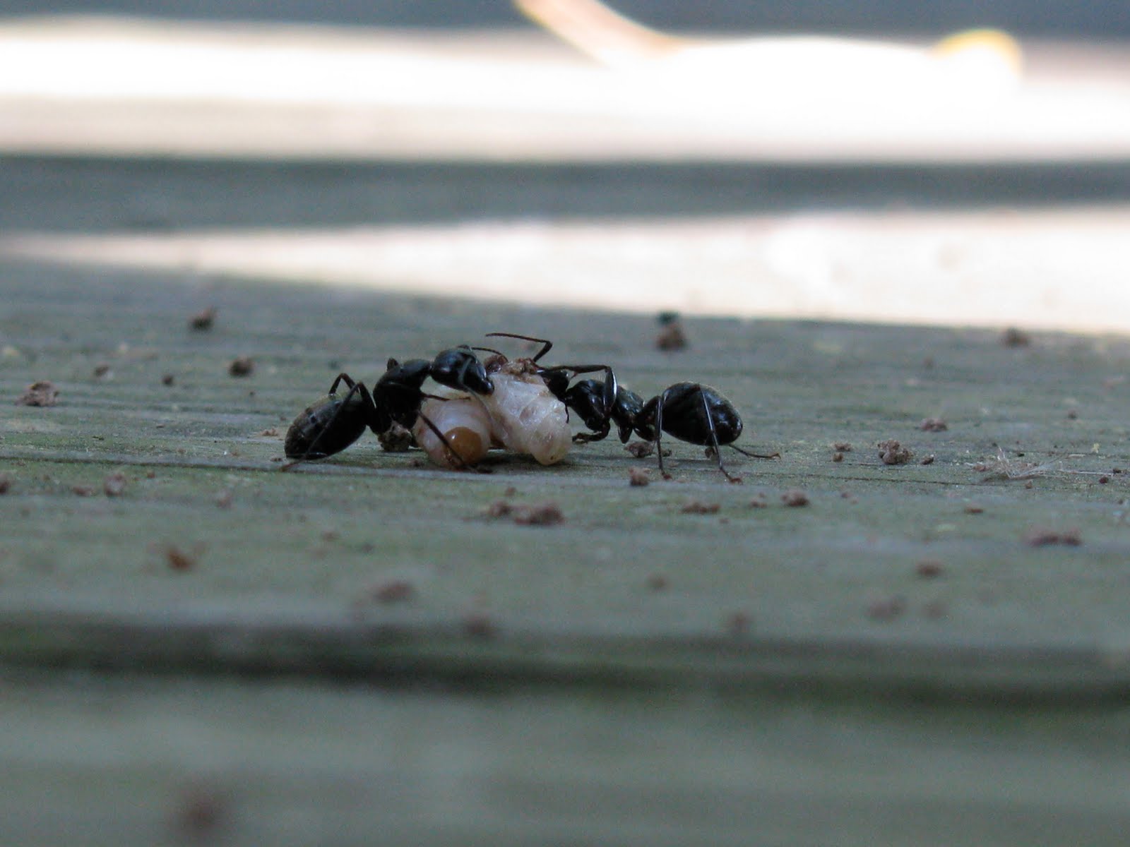 CAT STAT: Ant Attack