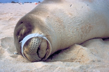 The danger of plastic six-pack rings - Protect the Wild