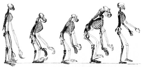 Darwin S Theory Of Natural Selection Againt The Design Rguement Darwin S Theory Of Natural Selection Againt The Design Rguement