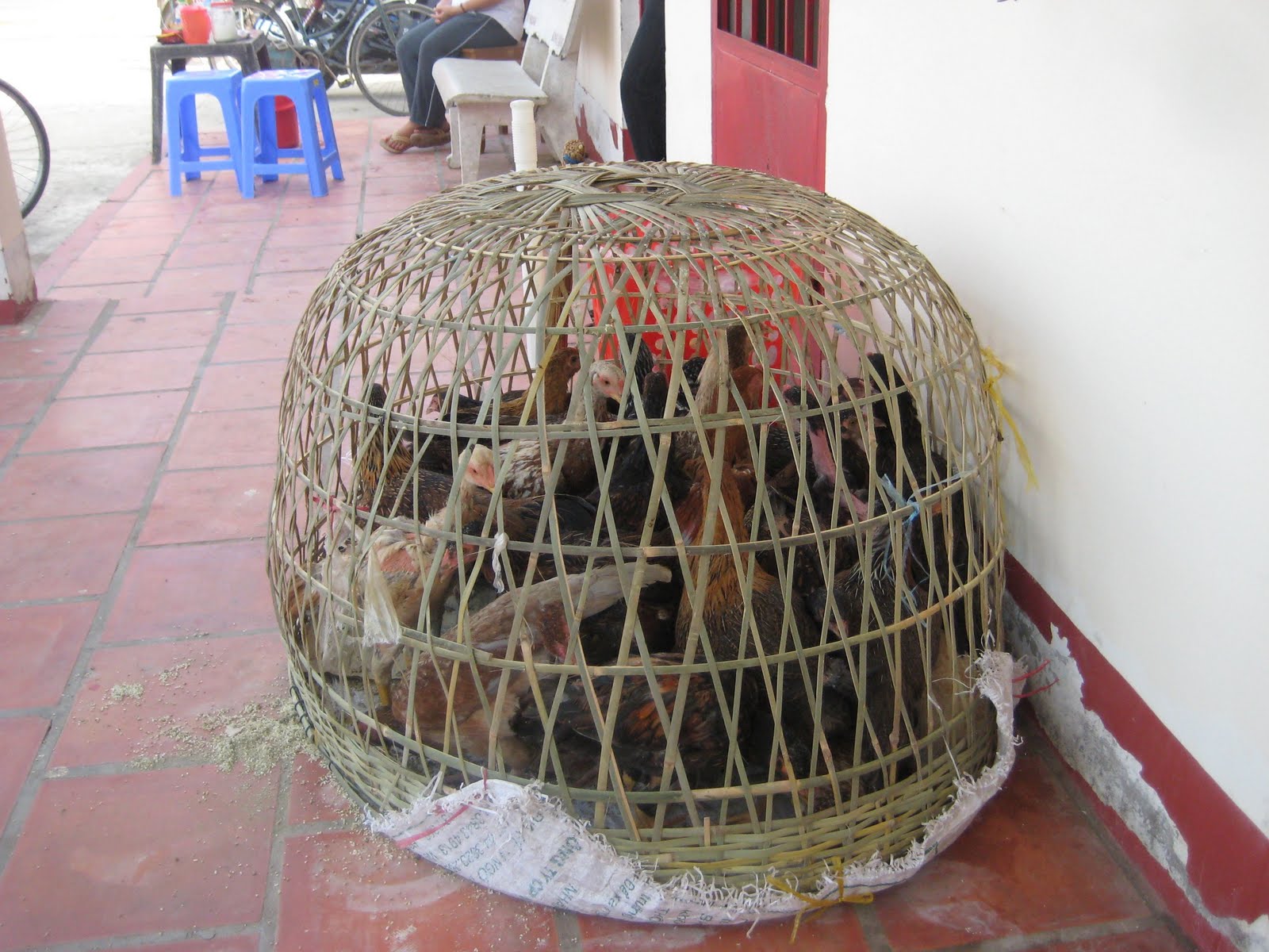 chickens.jpg