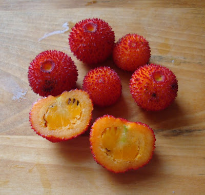 Girl on Bike: Urban Foraging N. Oakland - Arbutus Strawberry Tree