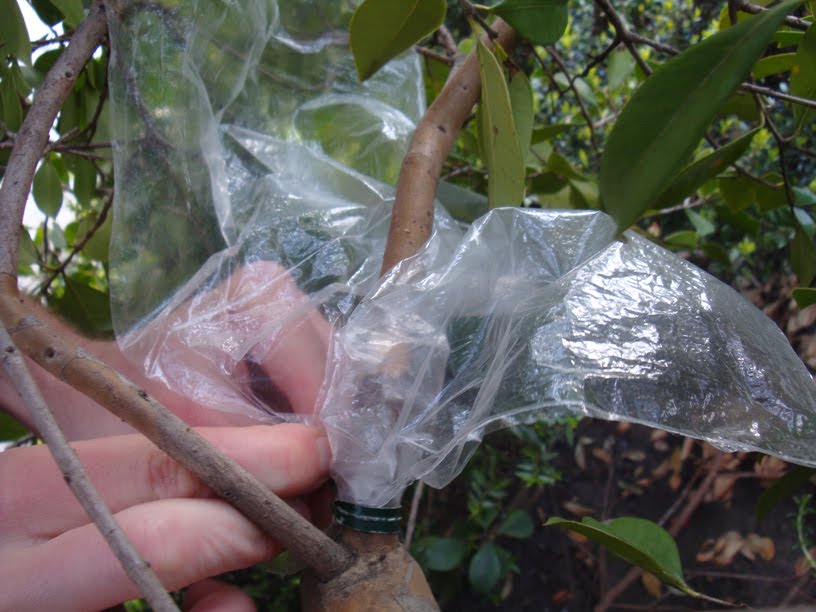 Girl on Bike Air layering local fruit trees