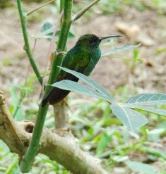 un colibri