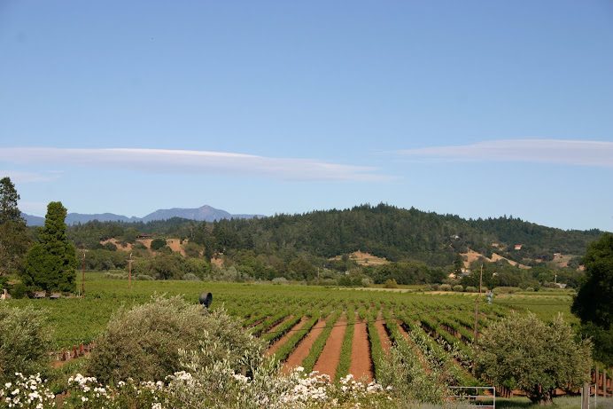 Sonoma County Vineyard