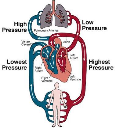 blood circulation