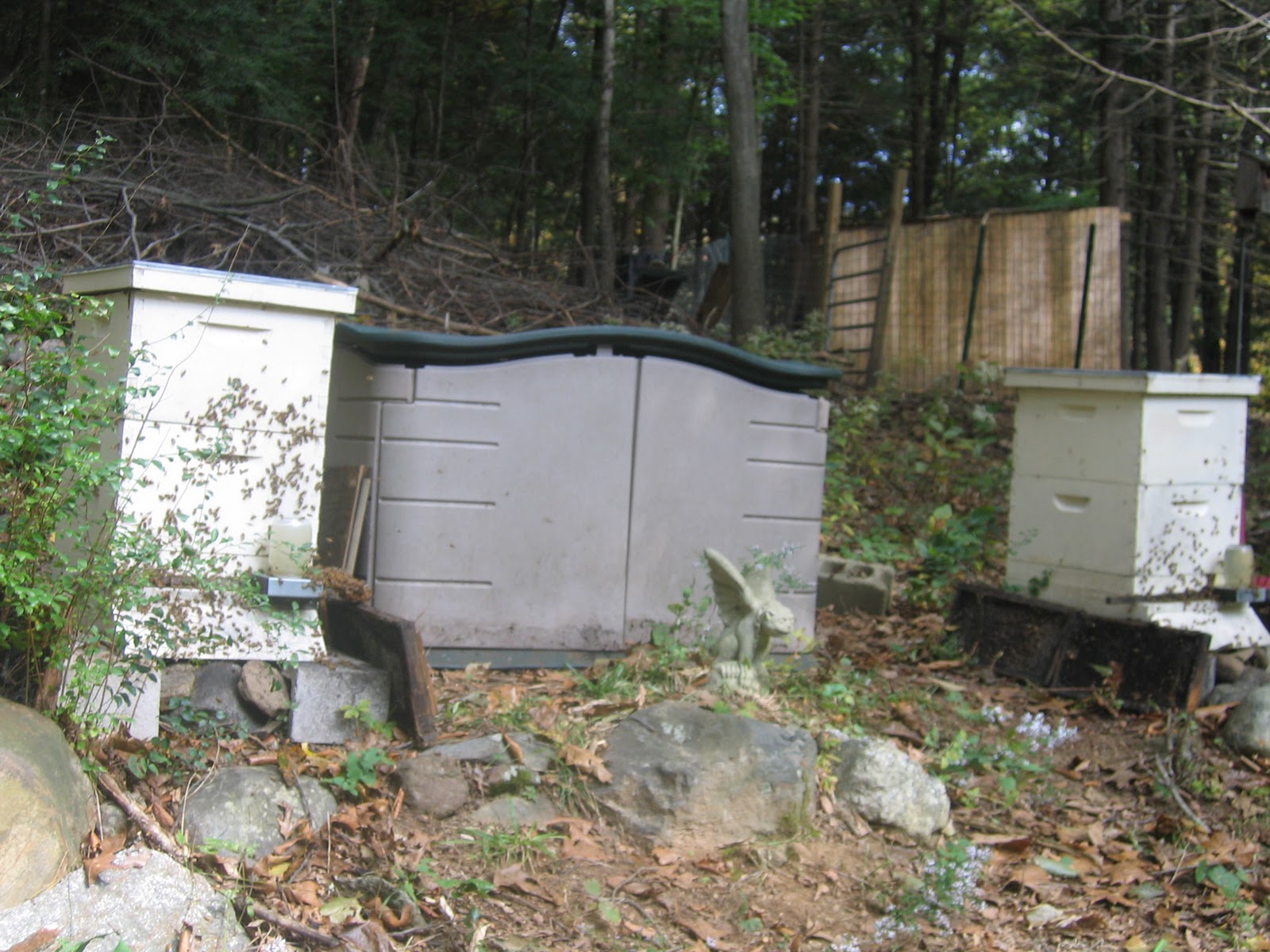 underground bee hive underground bee hive