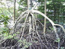 Bakau(Mangrove)