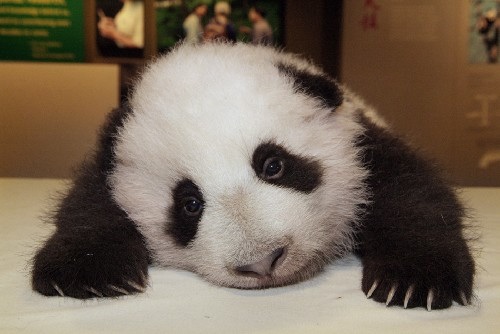 Sad panda