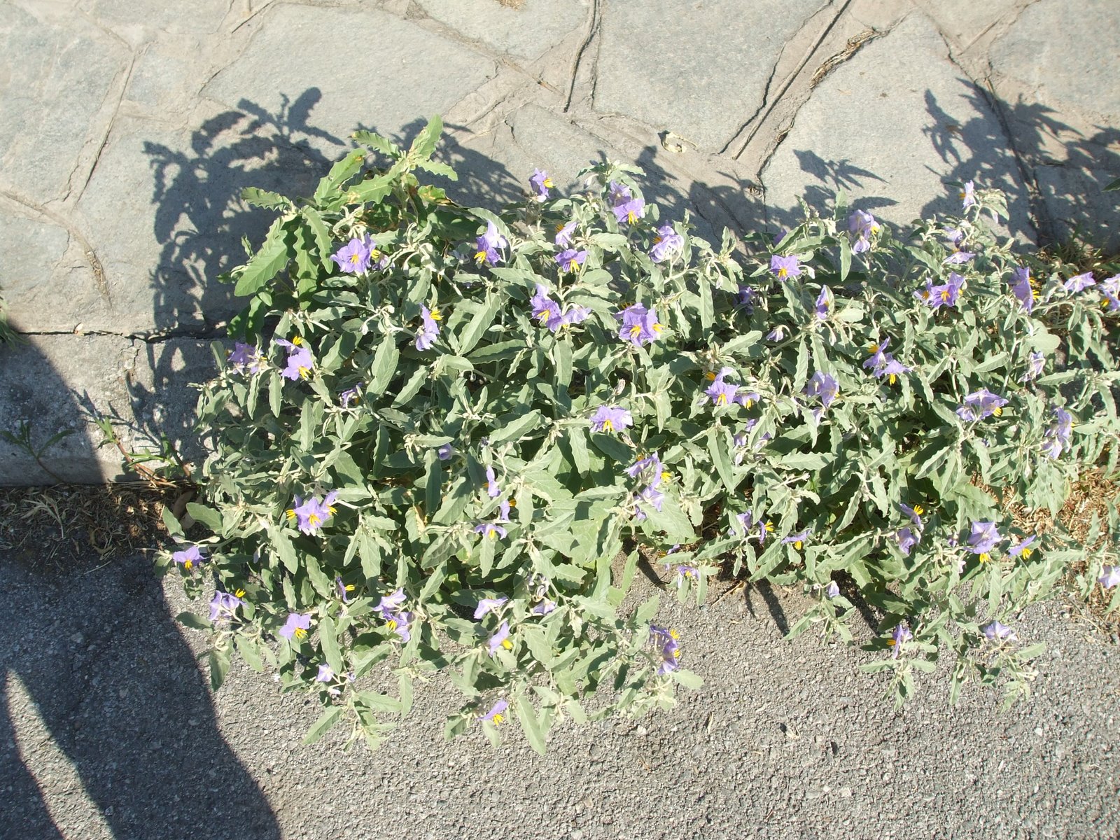 [DSCF0516.JPG]