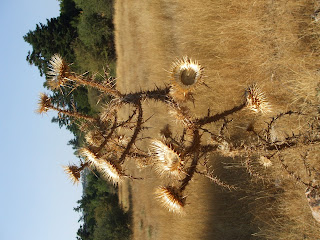 plants in Kyparissi