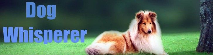 Dog Trainer (Entrenador Canino)