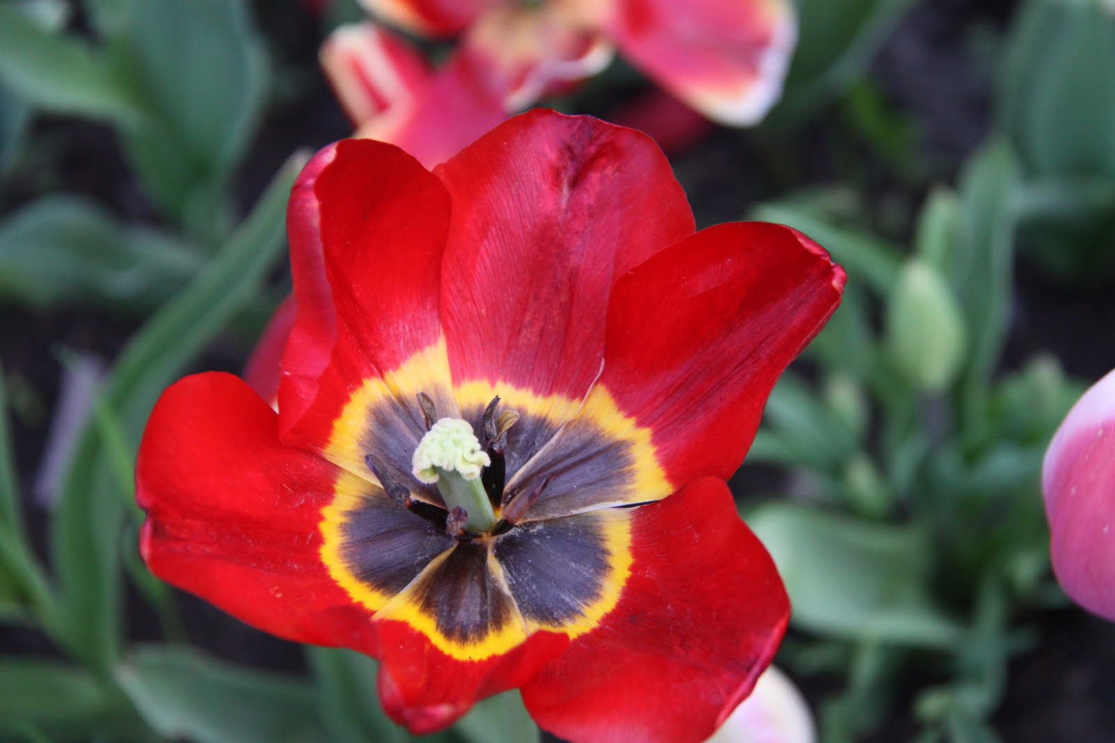 Jose Pavis: Turkish flowers / Fleurs turques