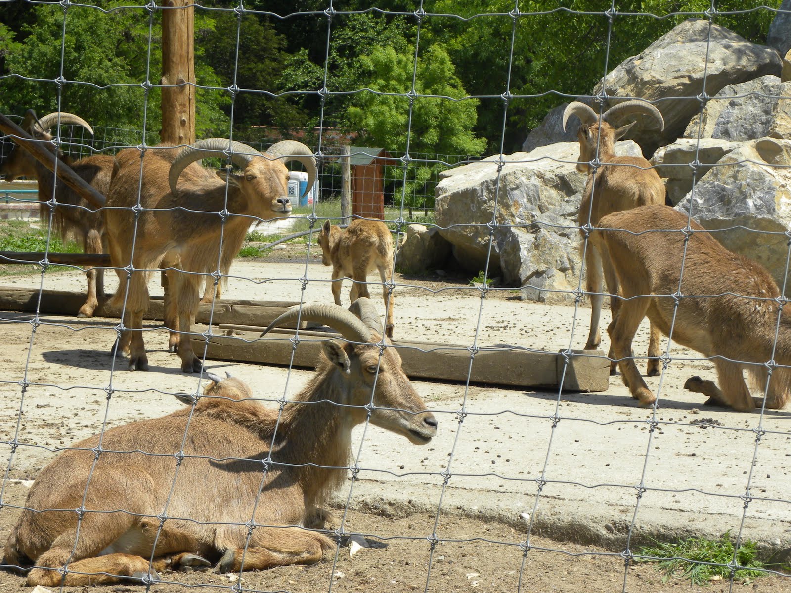 Quest Macedonia blog Zoo Skopje