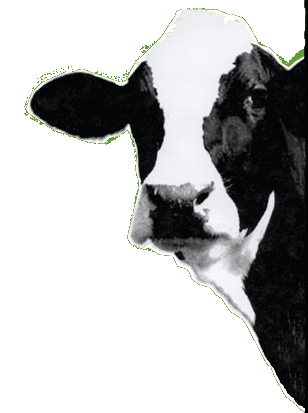 [cow.gif]
