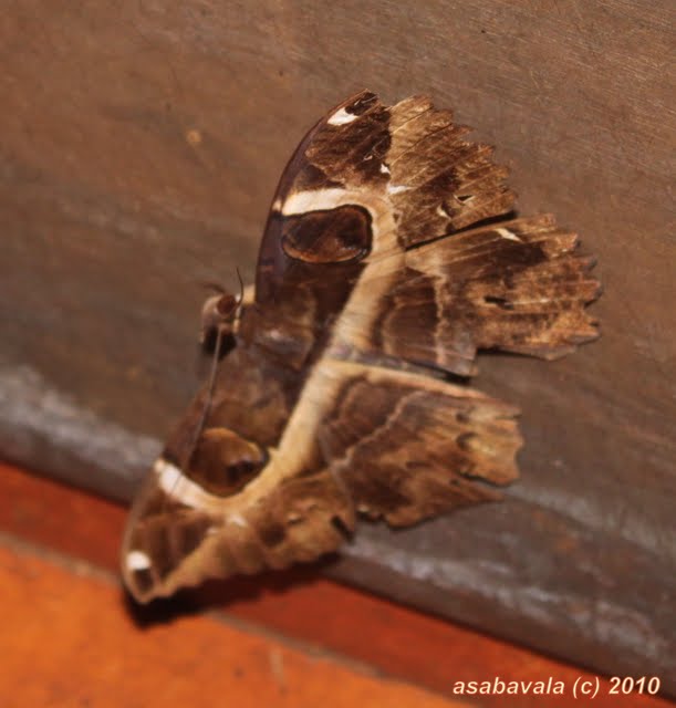 Bio-diversity of Goa: Mystical Moths - other Insects