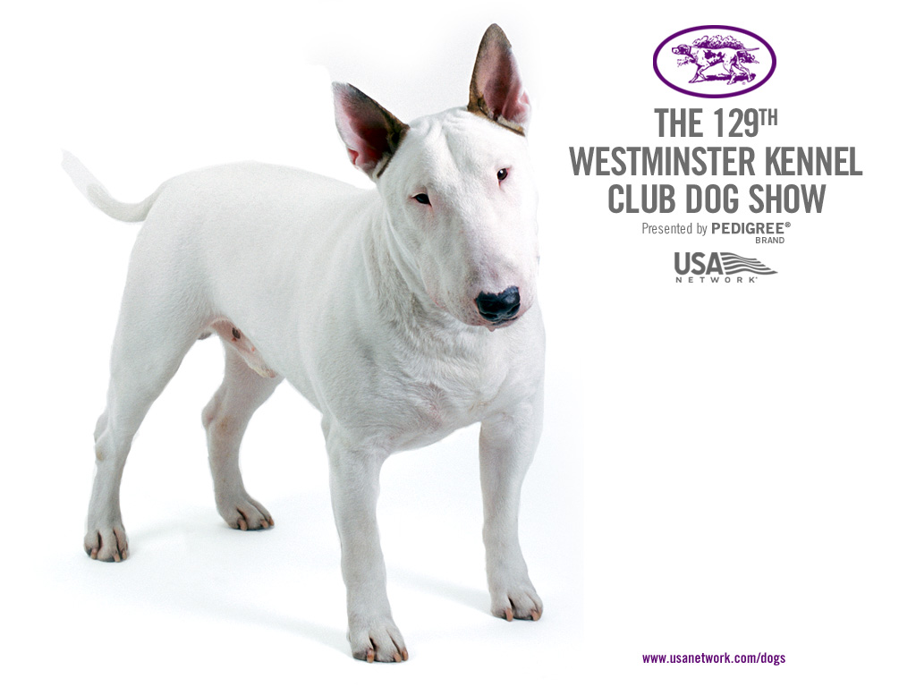 [Westminster+Kennel+Club+-+Bull+Terrier.jpg]