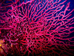 coral reef pink bright fan creating