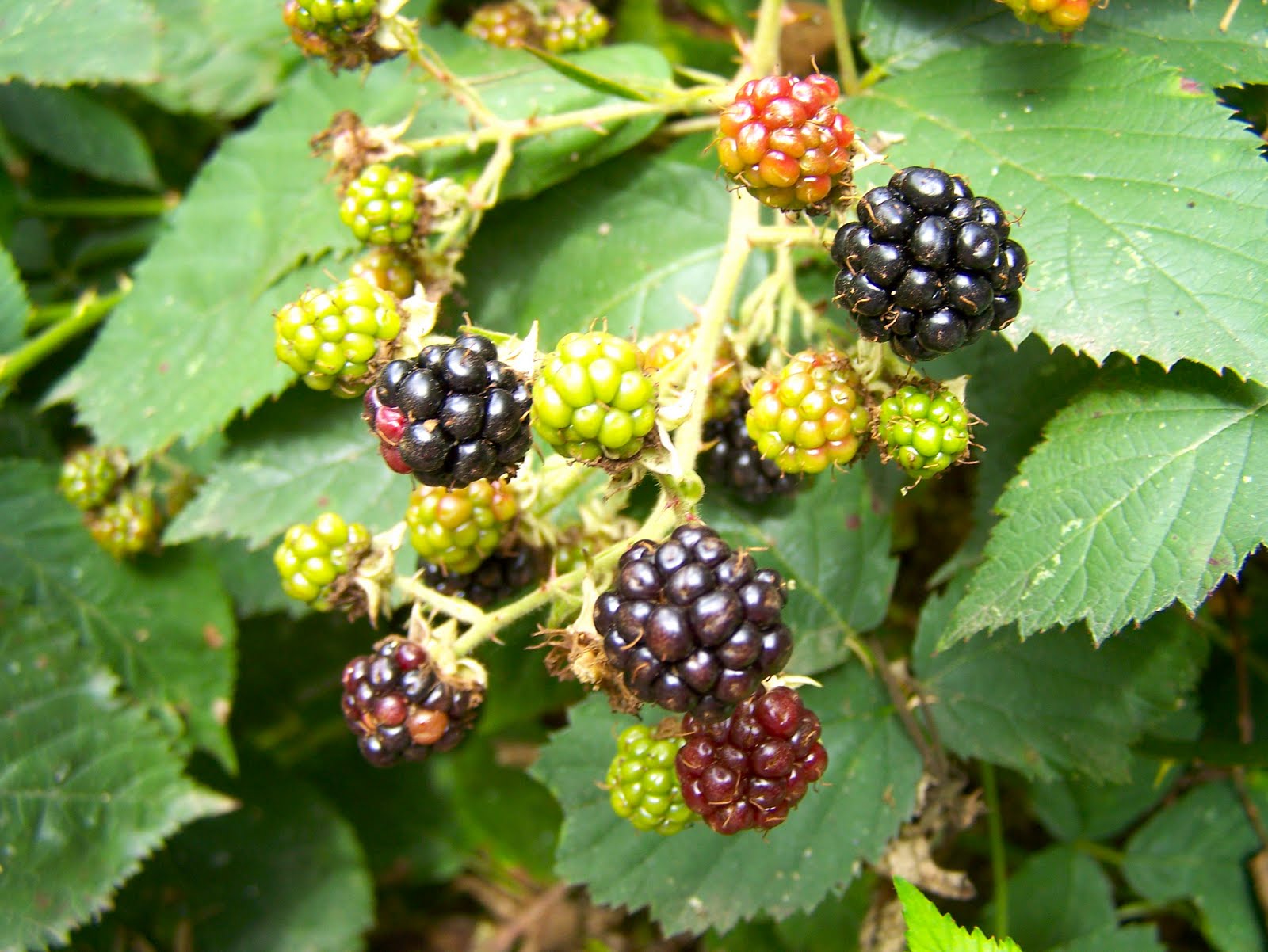 Down To Earth Blackberries 