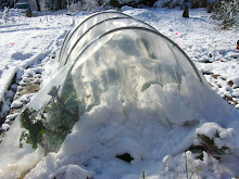 Snow-covered kale tunnel