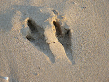 wallaby tracks in the sand