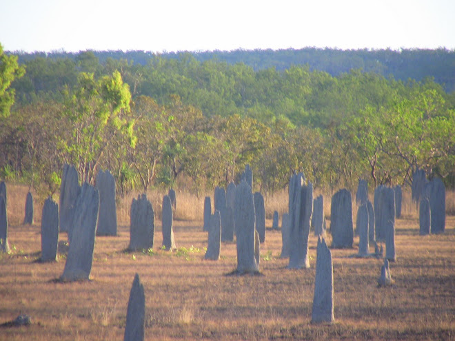 magnetic termite mounds at Lichfield
