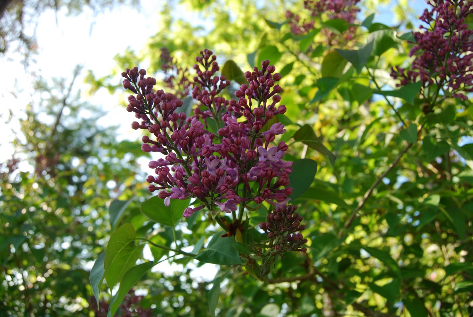 Happy Blooming Mother’s Day