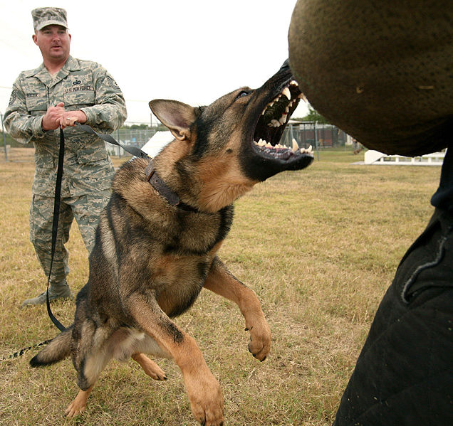 [Dog_attack_(USAF).jpg]