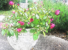 Double Impatiens on Front Steps