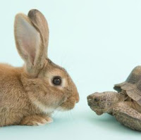 The tortoise and the hare