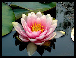 Flor de Loto
