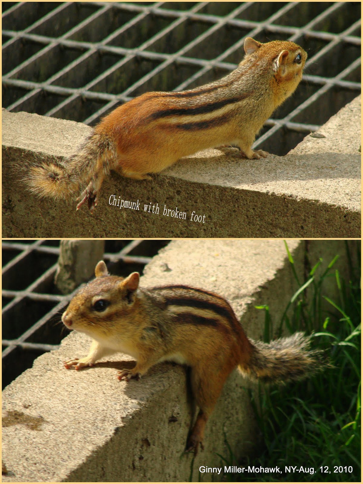 squirrel chipmunk squirrel chipmunk