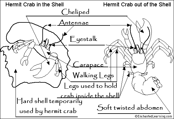 Hermit crab Anatomy