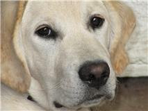 Missing my Guide Dog pup Daisy