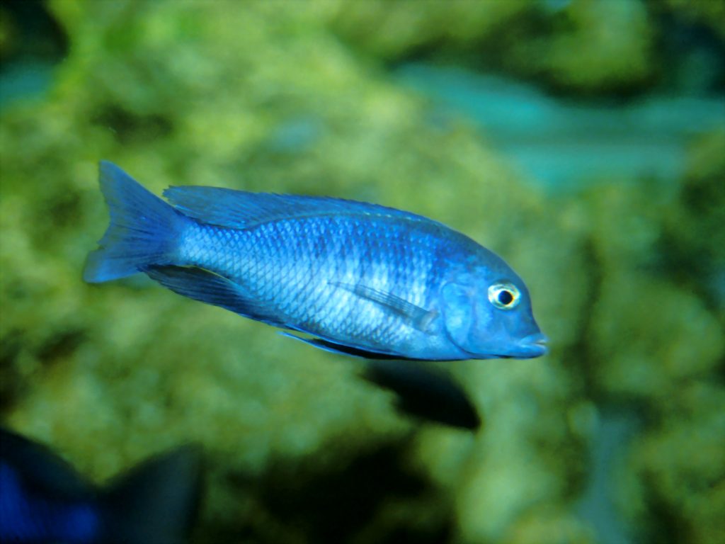 peixinho azul
