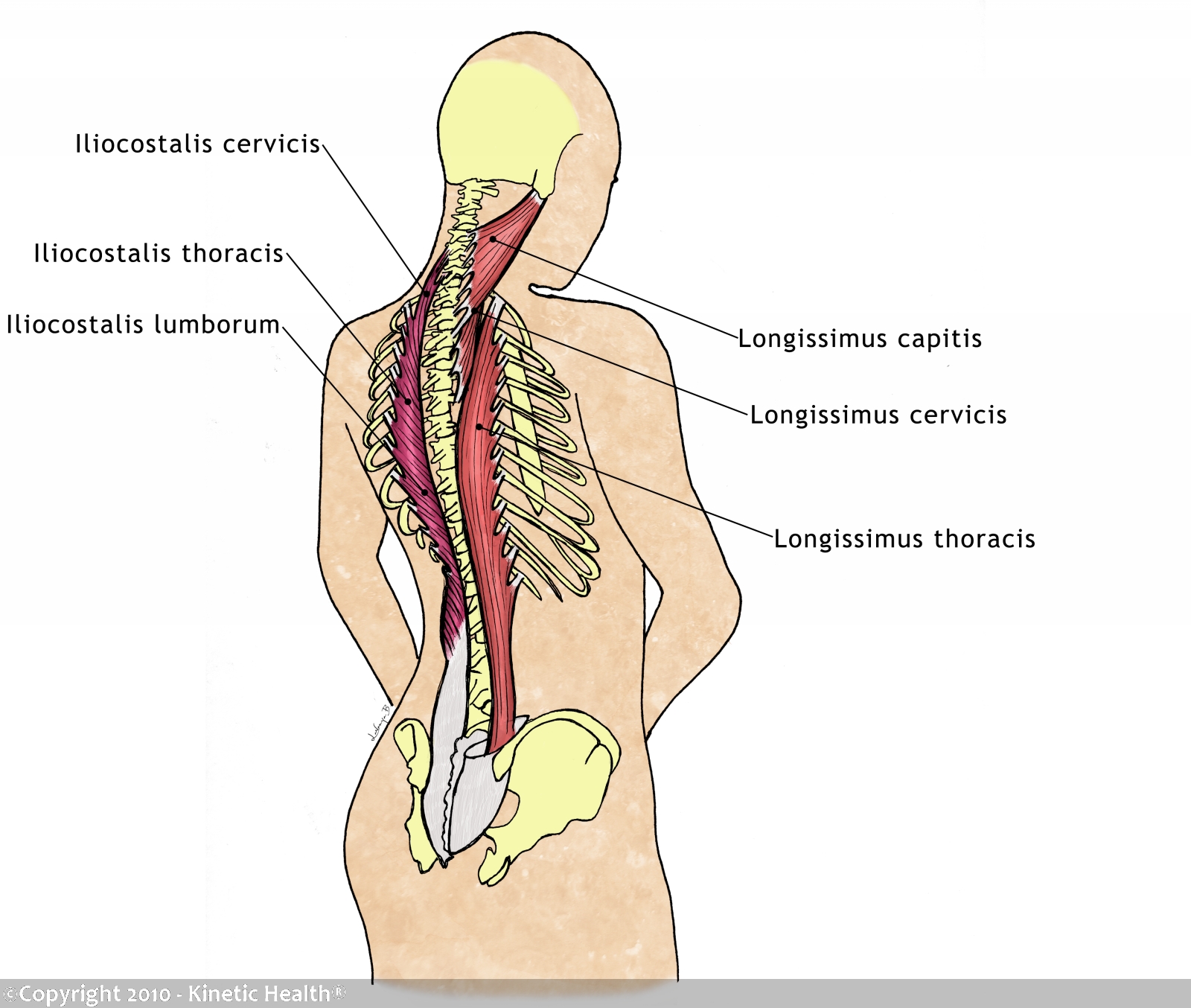Health Calgary Resolving Whiplash Injuries with Active