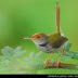 Burung Kuntul