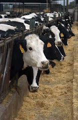 La ganadería genera más gases efecto invernadero que los automóviles