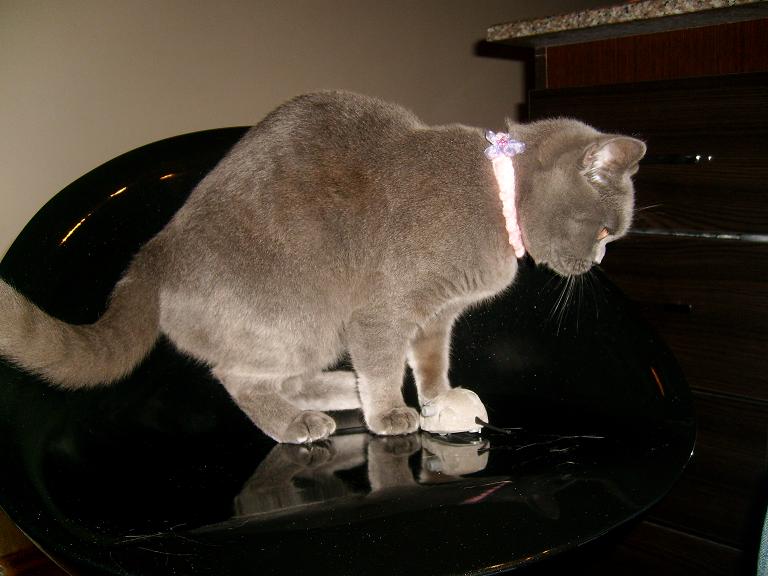 ŞANS &amp; Britisih Shorthair kedi ile yaşam British Shorthair Scottish