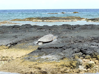 Watching Hawaiian Green Sea Turtle on Puako Beach Big Island