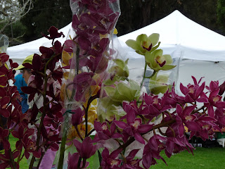 Hawaiian Orchids On Hawaii, The Orchid Island